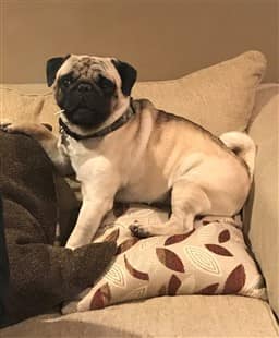 pug-dog-posing